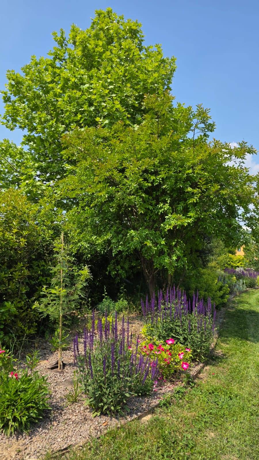 Albero fiori viola