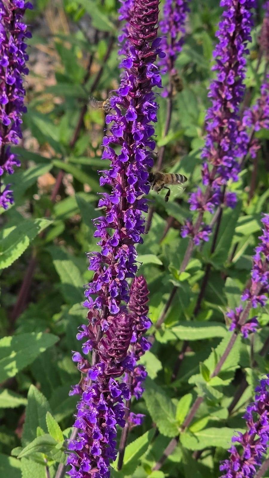 Ape su fiore di salvia