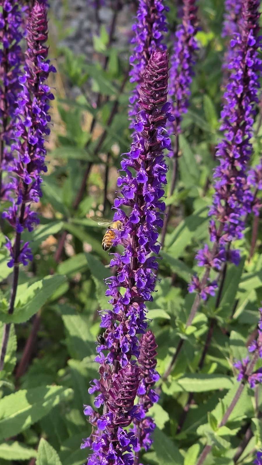 Impollinazione