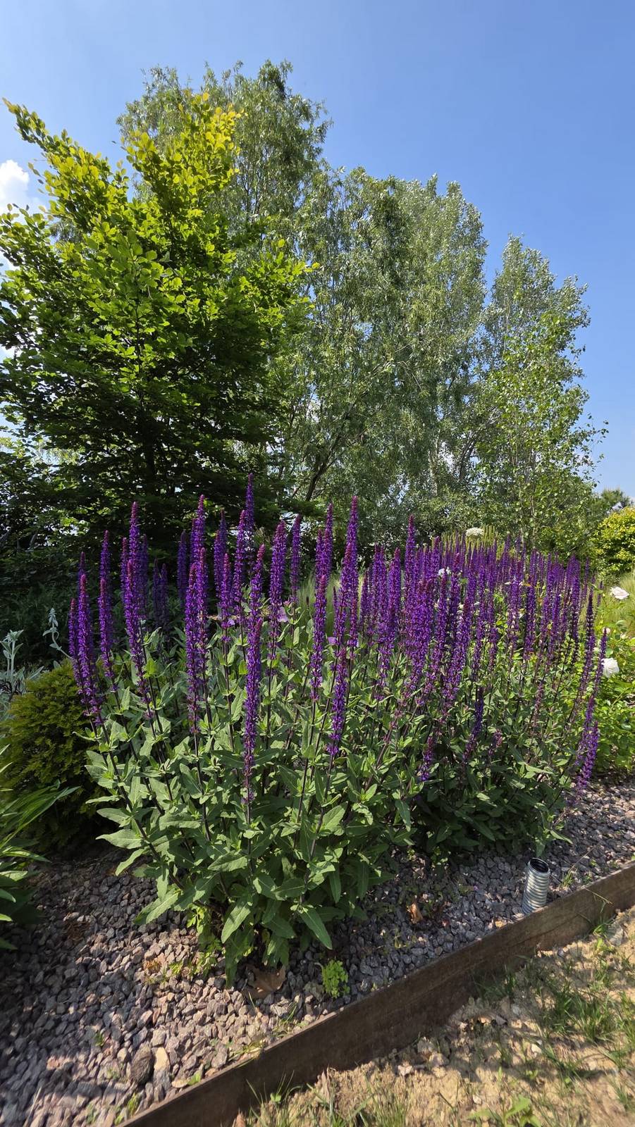 Cespuglio di salvia viola