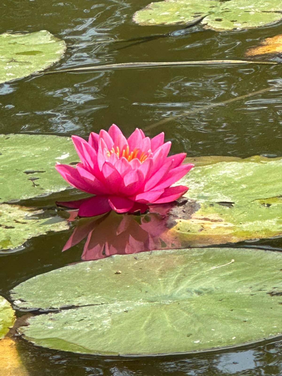 Ninfea rosa