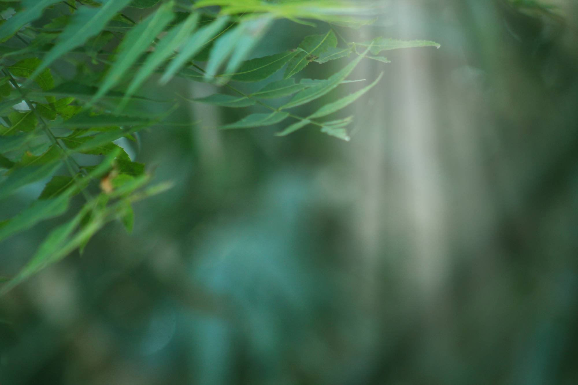 Luce tra le fronde